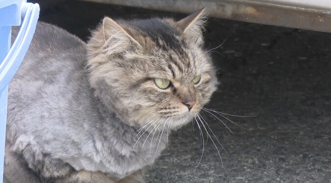 春ですにゃ〜！ 人気「旅猫ロマン」シリーズ、週末に3タイトル初放送 3枚目