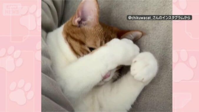 まだ見ているのかニャ？