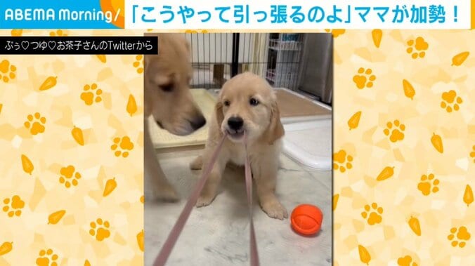 イタズラする子犬の前に“最強の助っ人”現る 母犬の珍行動に「真打ち登場」「親子の絆だ」視聴者ほっこり 1枚目