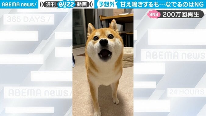 飼い主を困惑させた柴犬の行動 “甘え鳴き”直後の一コマに「こうなる感じ分かるわw」共感広がる 1枚目