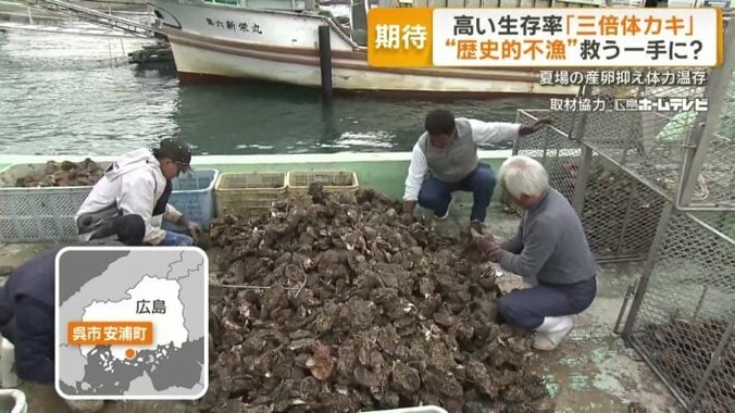 名産地の広島・呉市でも歴史的不漁