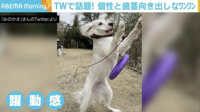 「ケルベロスのよう」「魔除けにしたい」 “うちの犬、バイオハザードに出てたと思う”投稿写真に反響 2枚目