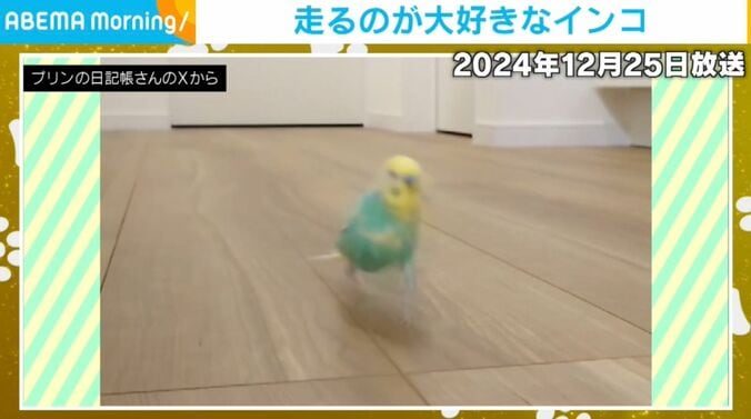 インコのプリンちゃん