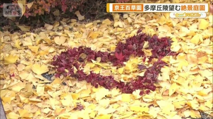 “黄色いじゅうたん”