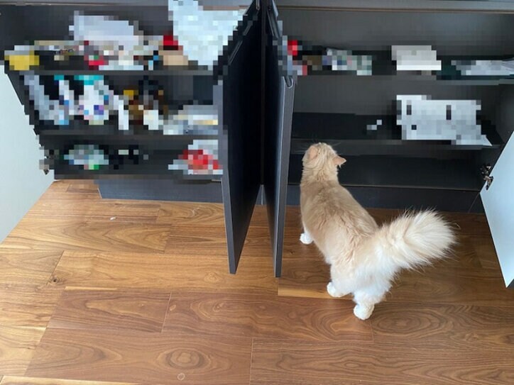 あいのり・桃の夫、資格取得のため勉強を開始「几帳メンへの一歩」