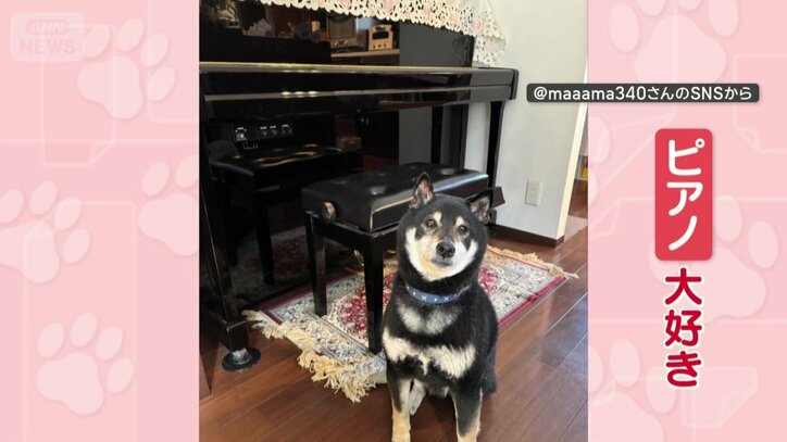 飼い主のピアノ演奏が大好き