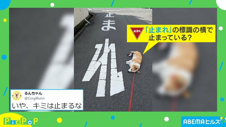 一緒に歩いていた犬が一時停止！ 突然止まった“ユニークな理由”にほっこり 「可愛すぎる」「連れて帰りたい」