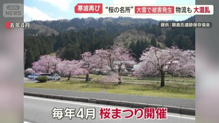 4月には桜まつりを予定