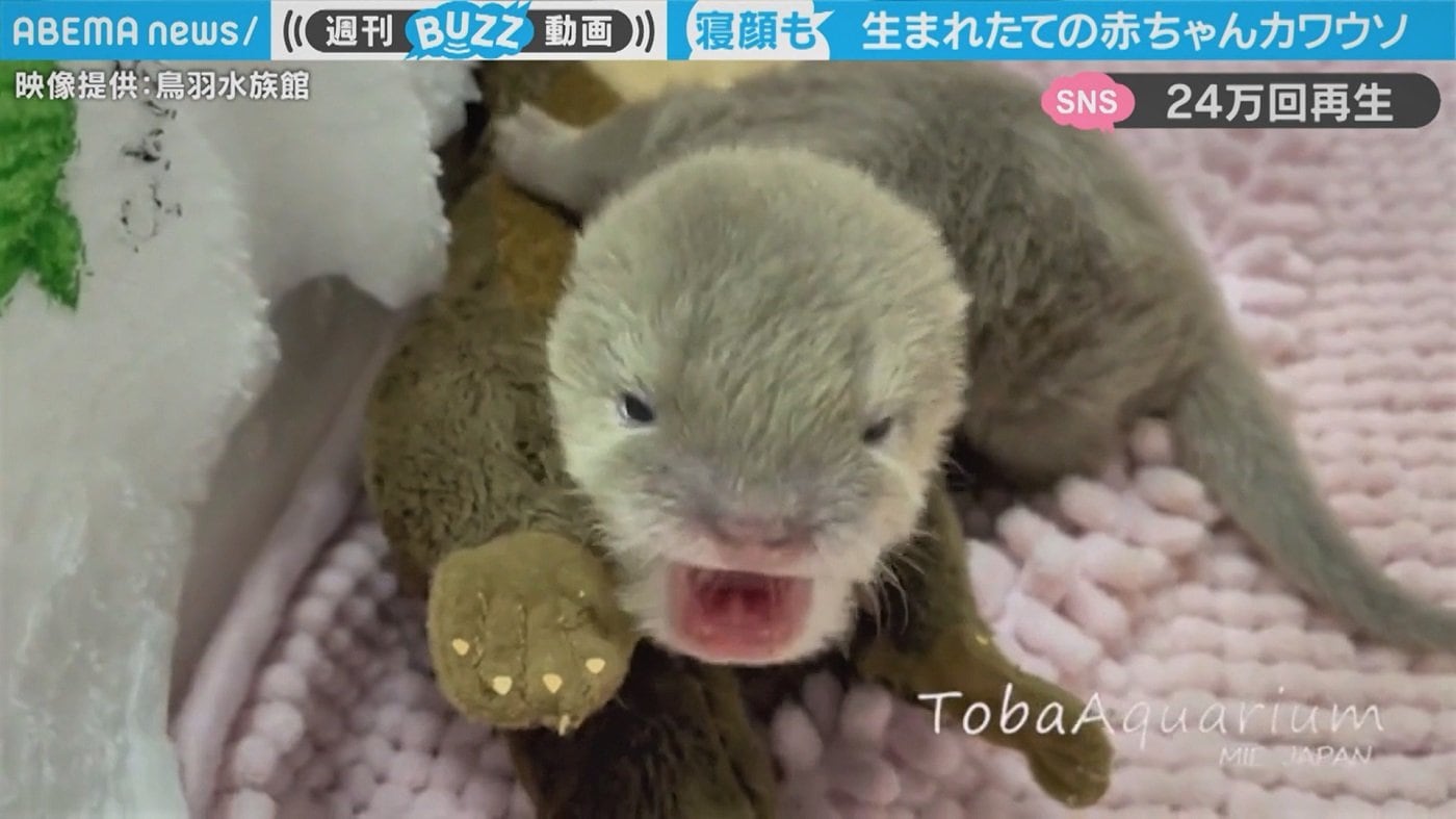 寝顔も鳴き声も 極上 の癒し 毎日見ていたい 生まれたての赤ちゃんカワウソが話題 Abema Times 鳴いて ミルクを飲んで スヤスヤ眠って ｄメニューニュース Nttドコモ