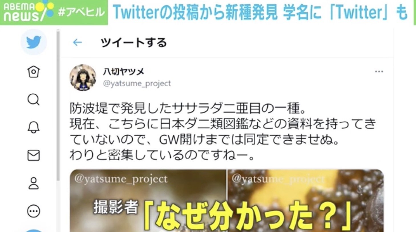 Twitterのやり取りだけで 新種発見 電話番号を聞くのもはばかられた 学名にも Twitter の単語 経済 It Abema Times