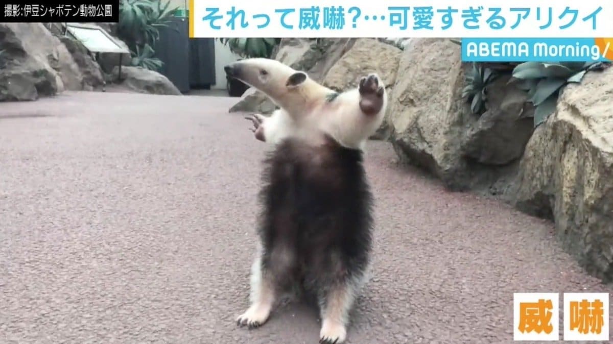 ミナミ コアリクイ 威嚇