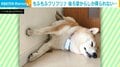 「後ろ姿からしか得られない栄養が…」もふもふな尻尾をフリフリする柴犬が話題