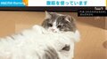 呼んだ？ 猫が“腹筋”を使って反応する姿に癒やされる人続出