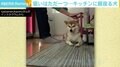 引き出しが当たっても動じず キッチンに居座る柴犬の執念に飼い主も「交渉決裂」