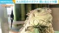 犬のちょっかいに大人対応のイグアナが“ドヤ顔”、からのカメラ目線 「貫禄よ」「なんかイケメン」
