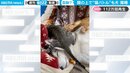 顔面で“猫バトル”が勃発も…爆睡の大型犬に「子猫の股間がw」「笑いが止まらない」