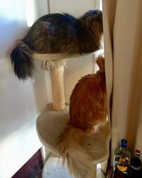 遠野なぎこ『『弟との再会』』