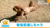 【映像】芝生の上でお腹を“すりすり”「匍匐前進」をするトイプードル