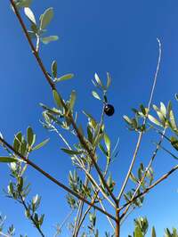 戸田恵子『ひびのさしいれにおどろくばかりです。』