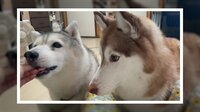【映像】おやつを“ムシャ” 食べ方の違うハスキーたち