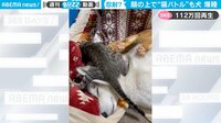 【映像】犬の顔面で“壮絶”な猫バトル