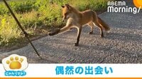 【映像】“いいね”6万超え！ 三脚にそーっと前脚を伸ばす野生のキツネ