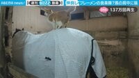 【映像】引退した元競走馬と猫の心温まる交流
