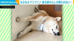 「後ろ姿からしか得られない栄養が…」もふもふな尻尾をフリフリする柴犬が話題