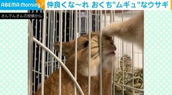 頭を撫でられるウサギ 夢中になりラクダみたいに口が“ムギュ”っとなる姿に「撫で撫でさせてるなぁw」「もう気持ちよくやってる」と話題