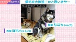 飼い主を出迎えた柴犬2匹→意外な展開に「帰りの方が早い説（笑）」「サービス終了ワン」の声