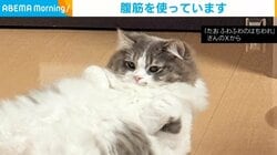 呼んだ？ 猫が“腹筋”を使って反応する姿に癒やされる人続出