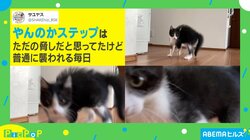 毎日飼い主に襲いかかる子猫 磨き上げた“やんのかステップ”に「見事」「好き！ｗ」と反響