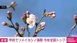 甲府でソメイヨシノ満開 今年全国トップ