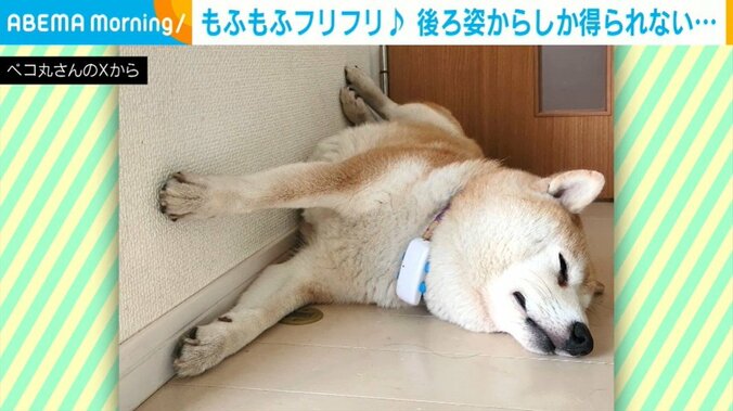 柴犬の茶々丸くん