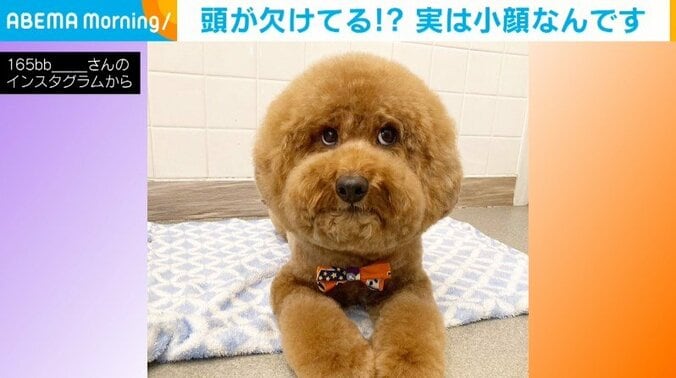 ホワホワの“丸い頭”が可愛い犬 シャンプー前後の激変具合に「どちら様ですか？」「騙されんぞ」と疑惑の声 1枚目