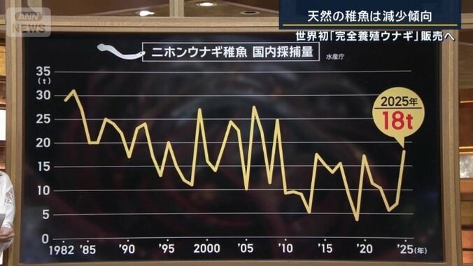 シラスウナギの確保