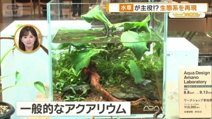 一般的なアクアリウム