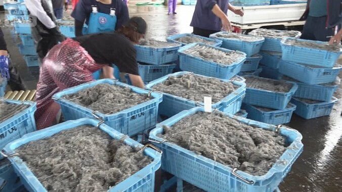 漁師も驚き「今年は爆漁」旬のシラスが“豊漁ラッシュ”いつまで続く？ 1枚目
