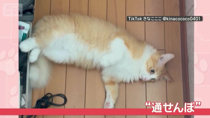 飼い主さんの前で“通せんぼ”