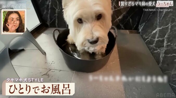 【写真・画像】滝沢眞規子、激宅の広々ガレージで愛犬を“独学でトリミング”「自分でやってるんですか！？」「これもお家！？」驚きの声　2枚目