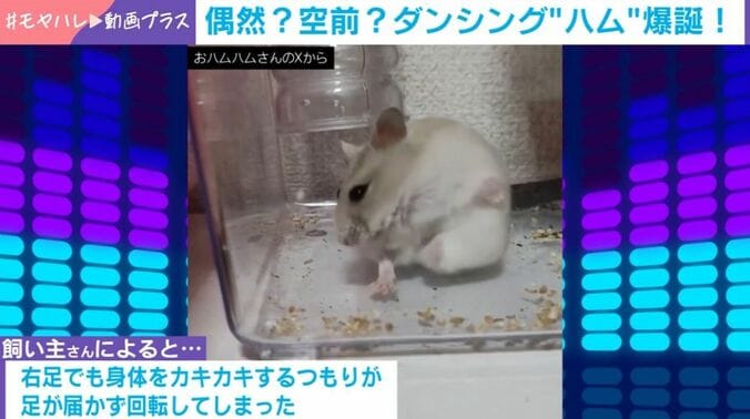 ジャンガリアンハムスターの桜ちゃん