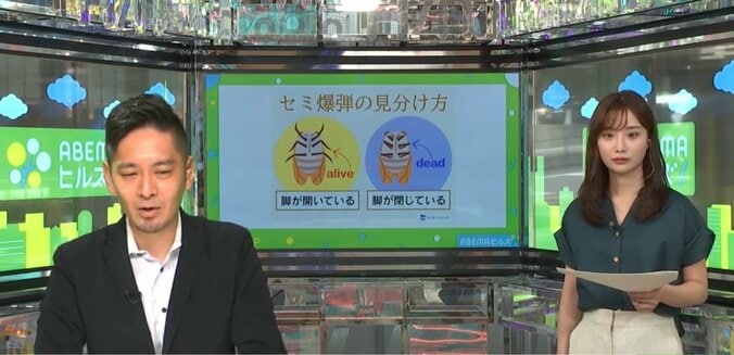 死んでいると思いきや急に復活！ 晩夏の風物詩”セミ爆弾”を見分けるポイントは脚に注目？ 3枚目