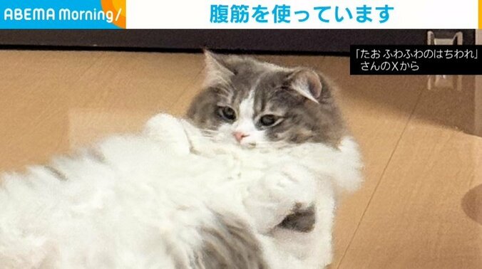 サイベリアンのたおちゃん（1歳）