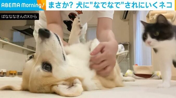 あんずちゃんとちくわぶちゃん