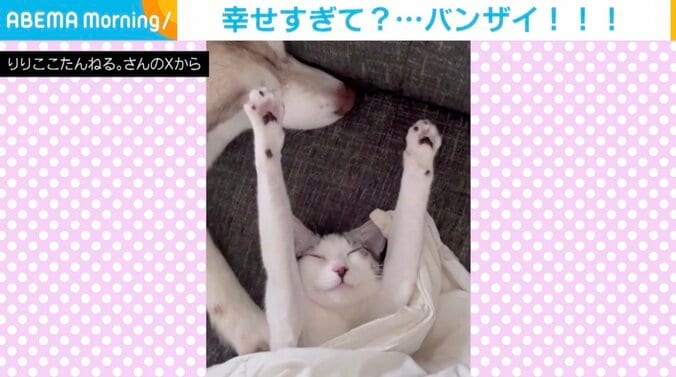 猫のくぅちゃん