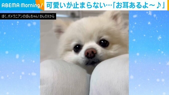 耳を見せるぽんちゃん