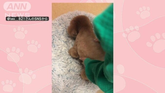 飼い主さんが立たせようとしても…