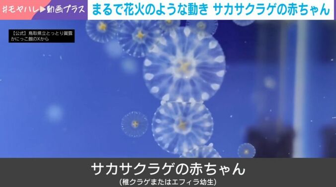 花火のようなクラゲの赤ちゃん