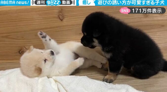 赤ちゃん柴犬の可愛すぎる遊びの誘い方→誘われた子犬がさらに可愛いお返し！ 胸キュン映像に癒される人続出「はあああああ」 1枚目