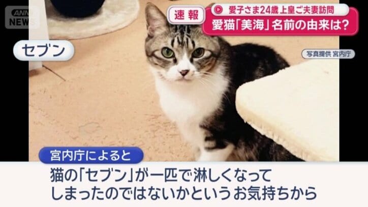 猫の「セブン」